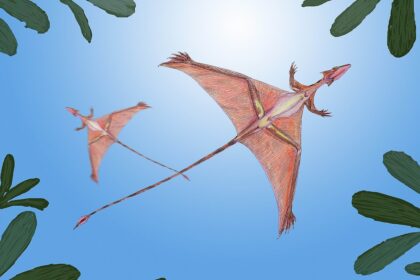 Sharovipteryx