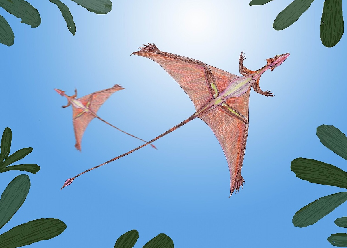 Sharovipteryx