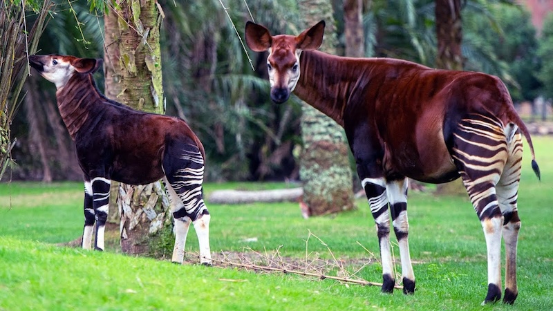 okapi