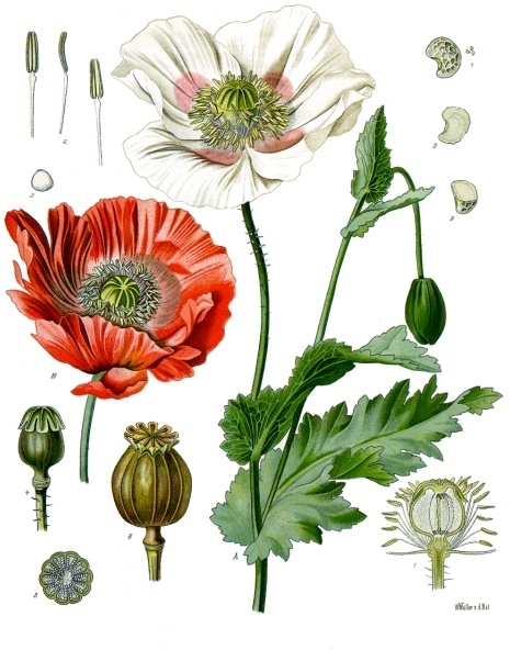 Opium poppy.