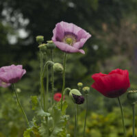 Opium Poppy, Papaver somniferum