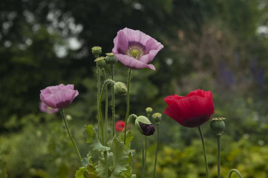 Opium Poppy, Papaver somniferum