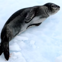 Leopard seal (Hydrurga leptonyx) - Lemaire Channel - Antarctica