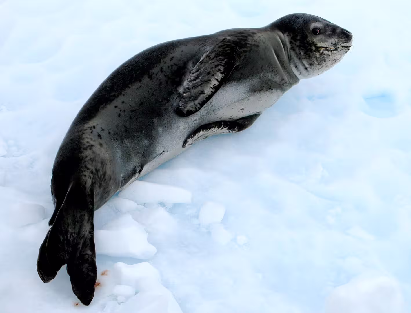 5 Things to Know About the Leopard Seal