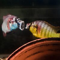 Fish Can Recognize Their Own Reflection