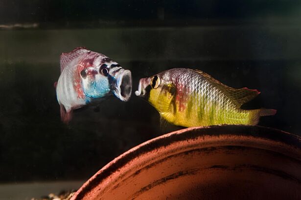 Fish Can Recognize Their Own Reflection