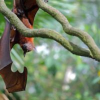 Why Do Bats Sleep Upside Down?
