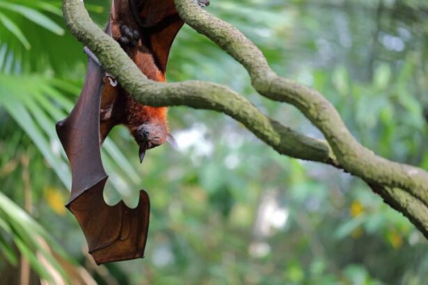 Why Do Bats Sleep Upside Down?