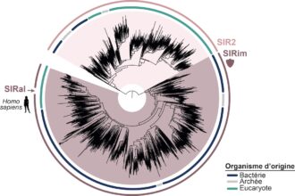 SIR2 domain. The proteins
