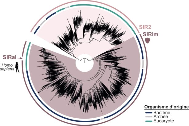 SIR2 domain. The proteins