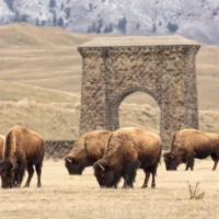 bison yellowstone