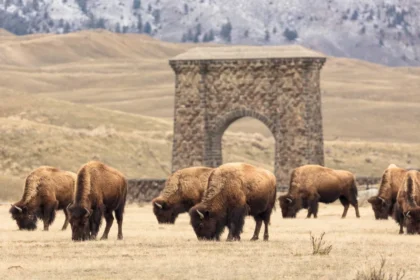 bison yellowstone