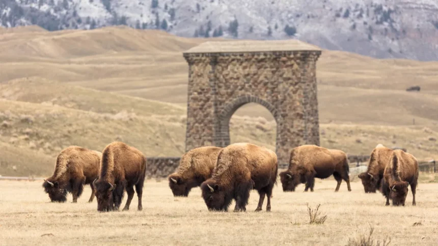 bison yellowstone