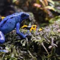 Blue tree frog, a poisonous tree frog.