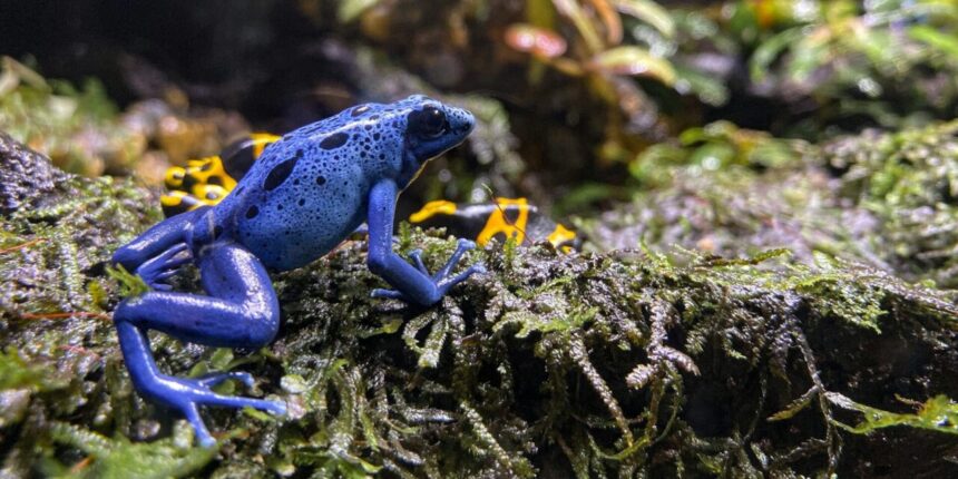 Facts About Poisons That Might Surprise You 1 Blue tree frog, a poisonous tree frog.