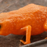 Tiny Orange Frogs