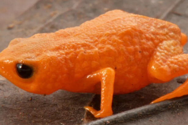 Tiny Orange Frogs