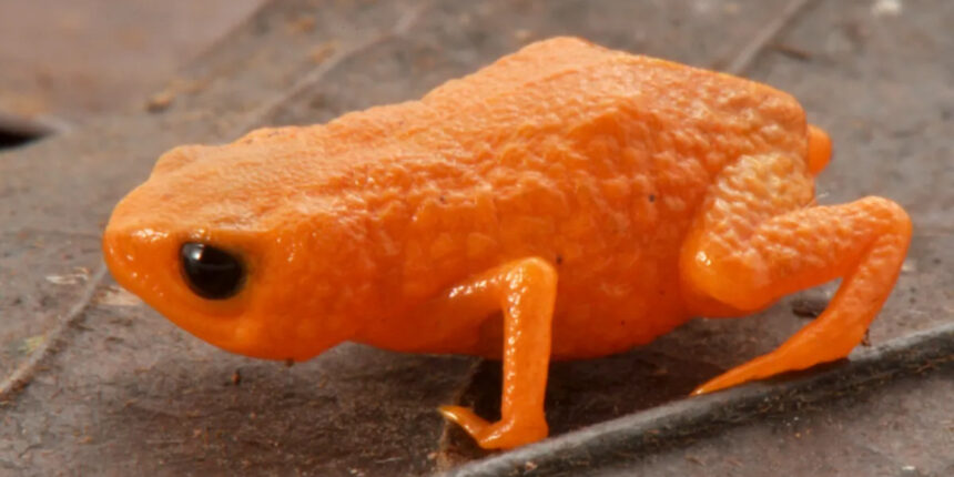 A New Species of Tiny Orange Frogs—No Bigger Than a Pencil Tip—Discovered in Brazil 1 Tiny Orange Frogs